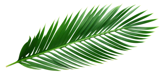 Tropical green palm leaf cut out