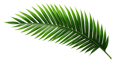 Tropical green palm leaf cut out