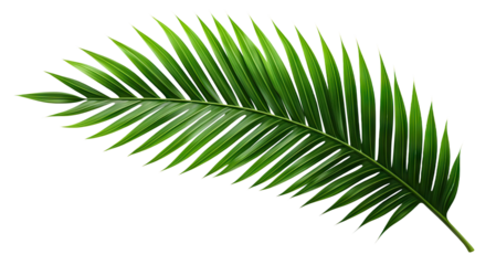 Tropical green palm leaf cut out