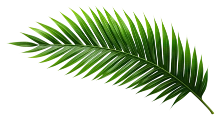 Foto op Canvas Tropical green palm leaf cut out © Yeti Studio