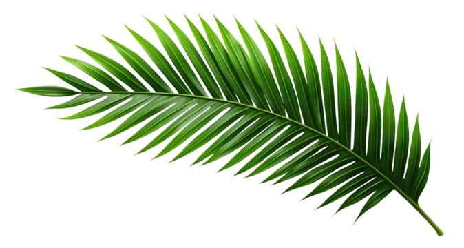 Tropical green palm leaf cut out