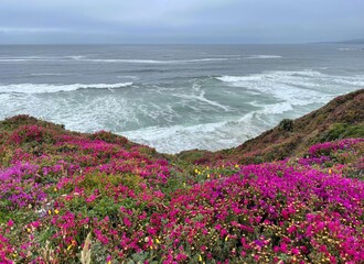 Flowers on the California Coast