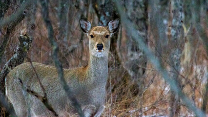 野生のエゾシカ　冬の北海道