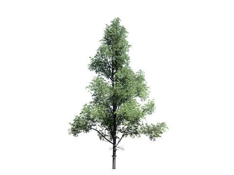 Tree transparent image 3d rendering