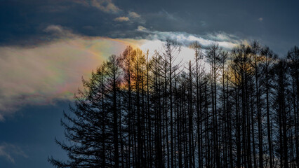 マイルドセブンの丘　木のシルエットと彩雲