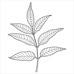 Ash tree leaf outline, vector botanical illustration.