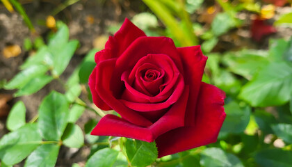 In summer, a red rose blooms in the country garden