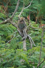 Macaca fascicularis (Monyet kra, kera ekor panjang, monyet ekor panjang, long-tailed macaque, monyet pemakan kepiting, crab-eating monkey) on the tree.