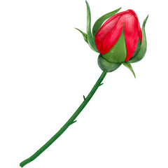 Red rose bud flower isolated on transparent background