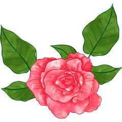 Red rose flower isolated on transparent background