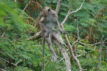 Naklejka na ściany i meble Macaca fascicularis (Monyet kra, kera ekor panjang, monyet ekor panjang, long-tailed macaque, monyet pemakan kepiting, crab-eating monkey) on the tree.