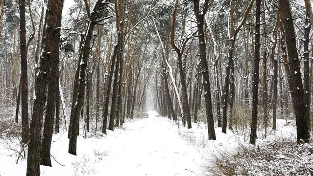 Camera moving along path among winter piny forest. View of walking along trail through snowy woodland. Snow-covered branches of pine trees at park. Beautiful nature landscape at background. Slow mo