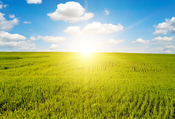 Beautiful sunrise on blue sky and green wheat field.