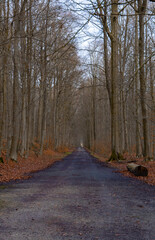 Scenic view of a pathway in a forest on an autumn day
