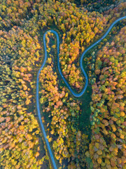 Aerial top down view of a winding country road between the colorful autumn forest