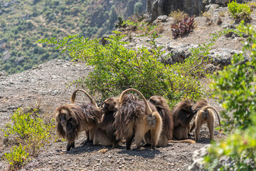 Gelada baboons (Theropithecus Gelada) grooming each other, Simien mountains national park, North Ethiopia