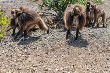 Gelada or Gelada baboon (Theropithecus gelada), fight between two males, Debre Libanos, Ethiopia