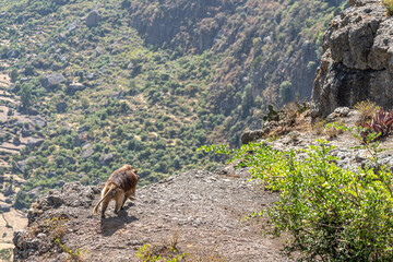 Male gelada baboon in the Simien Mountains National Park in Ethiopia