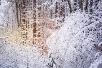 Overlapping trees covered in snow with a warm light shining in the distance