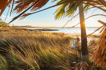 Palm tree and grasses blowing in the wind along a wild stretch of beach near Port St. Joe, Florida