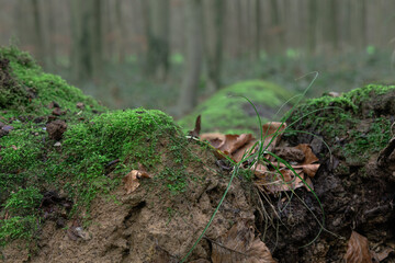Closeup of green moss on the ground in a forest