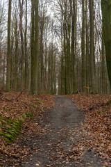 Scenic view of a pathway in a forest on an autumn day