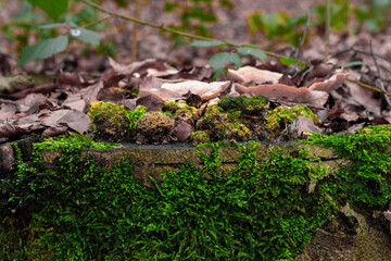 Closeup of green moss on the ground in a forest