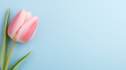 Delicate pink tulip on a blue background. Space for text or design.