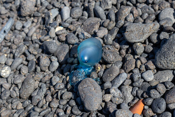 Jellyfish Carabela Portuguesa on the coastal stones