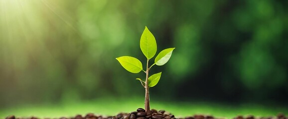 green plant in the morning