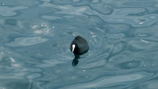 Eurasian coot bird swimming in the water of a sea and eating something.