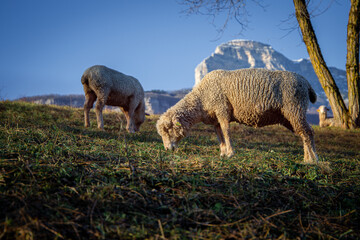 Moutons dans un pré en montagne