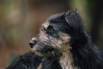 "Elegance in Fur: Beautiful Black Dog