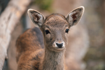 Tiny Enchantment: Little Deer in Nature