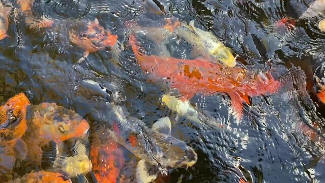 Fancy Koi fish or Fancy Carp swimming in a fish pond. Popular pets for relaxation and feng shui meaning