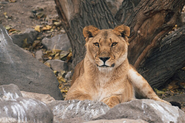 Majestic Repose: The Lying Tiger