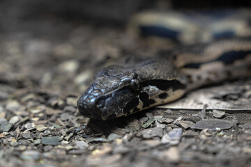 Serpentine Intimacy: Close-Up of a Snake