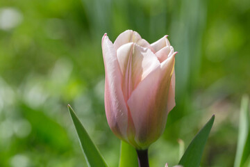 Early spring, pink tulip Algarve close-up in the garden, sunny bright day