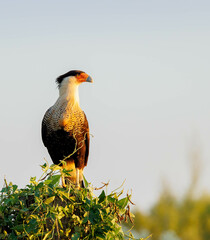 crested caracara on perch at sunset 