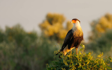 crested caracara on perch at sunset 
