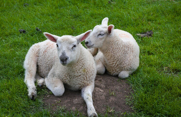 relaxing Cotswolds lambs - Broadway - England