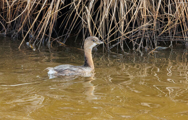 grebe duck in marsh waters