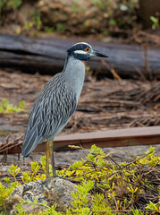 black-crowned night-heron, or black-capped night-heron hunting