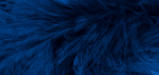 Obraz na płótnie Canvas blue litle feather macro foto