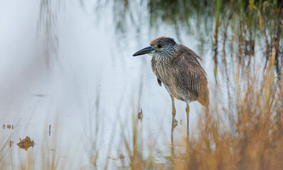 black-crowned night-heron, or black-capped night-heron hunting