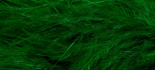 green litle feather macro foto