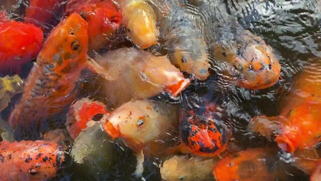 Fancy Koi fish or Fancy Carp swimming in a fish pond. Popular pets for relaxation and feng shui meaning  