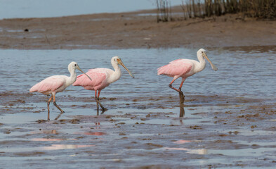 Roseate Spoonbill feeding in marsh waters