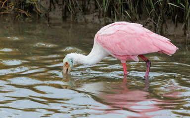 Roseate Spoonbill feeding in marsh waters