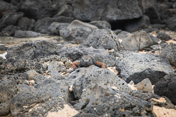 Marine iguana on the beach